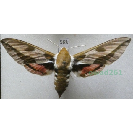 Hyles euphorbiae (Linnaeus, 1758) Czech 75mm58k
